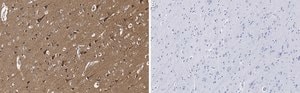 Anti-Tau Antibody, clone 3D20 ZooMAb&#174; Rabbit Monoclonal recombinant, expressed in HEK 293 cells