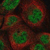 Anti-HS6ST2 antibody produced in rabbit Prestige Antibodies® Powered by Atlas Antibodies, affinity isolated antibody, buffered aqueous glycerol solution