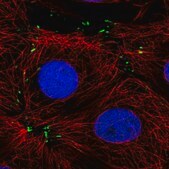 Anti-MTSS1L antibody produced in rabbit Prestige Antibodies&#174; Powered by Atlas Antibodies, affinity isolated antibody