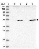 Anti-NOX1 antibody produced in rabbit Prestige Antibodies® Powered by Atlas Antibodies, affinity isolated antibody, buffered aqueous glycerol solution