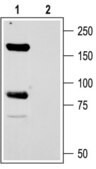 抗 钠通道 ASIC1 兔抗 affinity isolated antibody, lyophilized powder