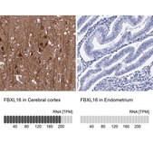 Anti-FBXL16 antibody produced in rabbit Prestige Antibodies® Powered by Atlas Antibodies, affinity isolated antibody, buffered aqueous glycerol solution