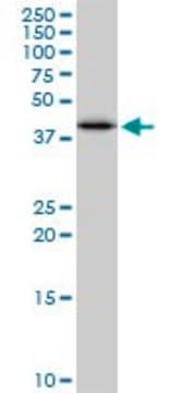 Monoclonal Anti-SULT2B1, (N-terminal) antibody produced in mouse clone 2E5, purified immunoglobulin, buffered aqueous solution