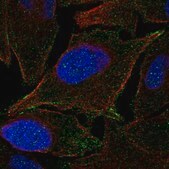 Anti-JAM2 antibody produced in rabbit Prestige Antibodies® Powered by Atlas Antibodies, affinity isolated antibody