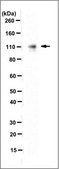 Anti-Desmocollin-2 Antibody, clone 7G6 clone 7G6, from mouse
