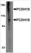 Anti-PCDH18 antibody produced in rabbit affinity isolated antibody, buffered aqueous solution