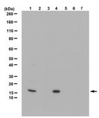 Anti-Histone H2A Antibody from rabbit, purified by affinity chromatography