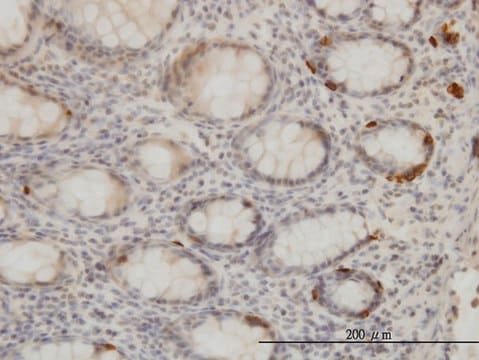 Monoclonal Anti-TRIB2 antibody produced in mouse clone 1B1, purified immunoglobulin, buffered aqueous solution