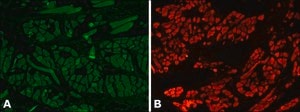 Anti-Myosin (Skeletal) antibody produced in rabbit whole antiserum