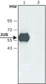 Anti-JUB (C-terminal) antibody produced in rabbit ~1.0 mg/mL, affinity isolated antibody, buffered aqueous solution