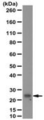 Anti-GSTA4 Antibody serum, from rabbit