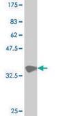 Monoclonal Anti-HES5 antibody produced in mouse clone 3C5, purified immunoglobulin, buffered aqueous solution