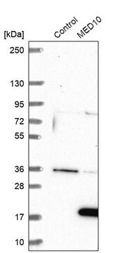 Anti-MED10 antibody produced in rabbit Prestige Antibodies&#174; Powered by Atlas Antibodies, affinity isolated antibody, buffered aqueous glycerol solution