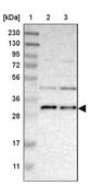 Anti-TMEM17 antibody produced in rabbit Prestige Antibodies&#174; Powered by Atlas Antibodies, affinity isolated antibody, buffered aqueous glycerol solution