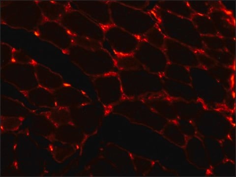 Monoclonal Anti-Laminin antibody produced in mouse clone LAM-89, ascites fluid