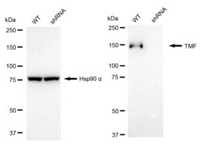 KD-Validated Anti TATA Element Modulatory Factor 1 Antibody, clone 24GB1965, Rabbit Monoclonal clone 24GB1965, recombinant rabbit monoclonal, expressed in HEK293 cells