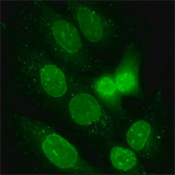U2OS Cells GFP-NUP98