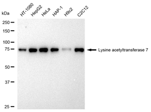 KD-Validated Anti Lysine acetyltransferase 7 Antibody, clone 23GB2390, Rabbit Monoclonal clone 23GB2390, recombinant rabbit monoclonal, expressed in HEK293 cells