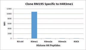 Anti-Monomethyl-Histone H4 (Arg3) antibody, Rabbit monoclonal recombinant, expressed in HEK 293 cells, clone RM195, purified immunoglobulin