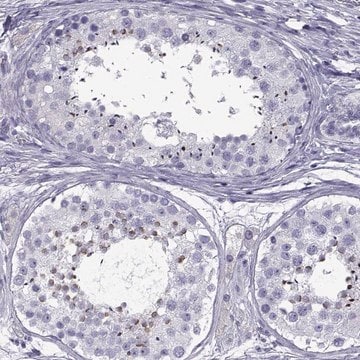 Anti-SPDYE1 antibody produced in rabbit Prestige Antibodies&#174; Powered by Atlas Antibodies, affinity isolated antibody, buffered aqueous glycerol solution