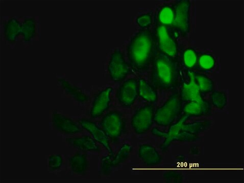 Monoclonal Anti-RPS6KB1, (C-terminal) antibody produced in mouse clone 1E10, purified immunoglobulin, buffered aqueous solution