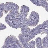 Anti-CFAP53 antibody produced in rabbit Prestige Antibodies® Powered by Atlas Antibodies, affinity isolated antibody, buffered aqueous glycerol solution