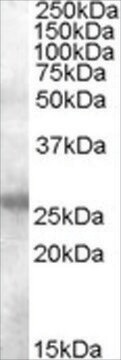 Anti-AID antibody produced in goat affinity isolated antibody, buffered aqueous solution