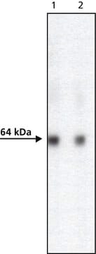 Anti-AcV5 antibody, Mouse monoclonal clone ACV5, purified from hybridoma cell culture