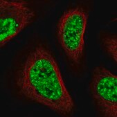 Anti-SARNP antibody produced in rabbit Prestige Antibodies&#174; Powered by Atlas Antibodies, affinity isolated antibody, buffered aqueous glycerol solution