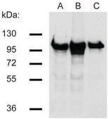 Monoclonal Anti-betaCatenin antibody produced in mouse clone EM-22