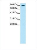 Anti-MYBL2 affinity isolated antibody