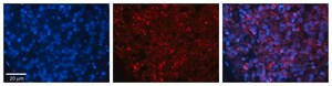 Anti-ZFR antibody produced in rabbit affinity isolated antibody