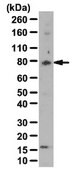 Anti-phospho Grb10 (Ser503) Antibody from rabbit, purified by affinity chromatography