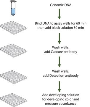 Imprint&#174; Methylated DNA Quantification Kit To measure global DNA methylation shifts from as low as 10 ng DNA