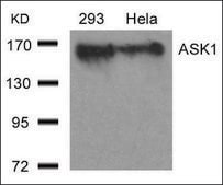 Anti-MAP3K5 (Ab-966) antibody produced in rabbit affinity isolated antibody