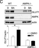Anti-Glucose Transporter GLUT-1 Antibody, CT Chemicon®, from rabbit
