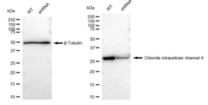 KD-Validated Anti Chloride intracellular channel 4 Antibody, clone 23GB3465, Rabbit Monoclonal clone 23GB3465, recombinant rabbit monoclonal, expressed in HEK293 cells