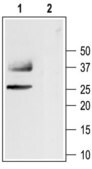 Anti-Water Channel Aquaporin 1 antibody produced in rabbit IgG fraction of antiserum, lyophilized powder