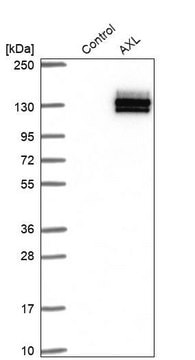 Anti-AXL antibody produced in rabbit Prestige Antibodies&#174; Powered by Atlas Antibodies, affinity isolated antibody, buffered aqueous glycerol solution