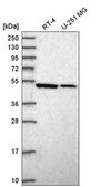 Anti-SEPT10 antibody produced in rabbit Prestige Antibodies&#174; Powered by Atlas Antibodies, affinity isolated antibody