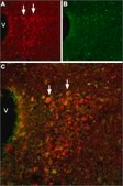 Anti-Hyperpolarization-Activated Cation Channel HCN2 antibody produced in rabbit affinity isolated antibody, lyophilized powder