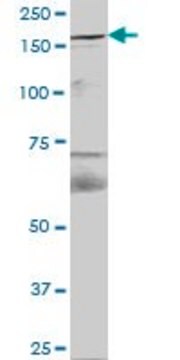 抗 FYCO1 小鼠抗 IgG fraction of antiserum, buffered aqueous solution