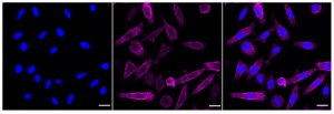 KD-Validated Anti Moesin Antibody, clone 24GB265, Rabbit Monoclonal clone 24GB265, recombinant rabbit monoclonal, expressed in HEK293 cells