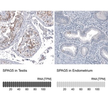 Monoclonal Anti-SPAG5 antibody produced in mouse Prestige Antibodies&#174; Powered by Atlas Antibodies, clone CL10078, purified immunoglobulin, buffered aqueous glycerol solution