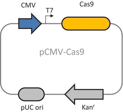 Cas9 plasmid