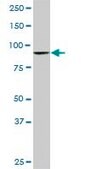 Monoclonal Anti-DNAJC10, (C-terminal) antibody produced in mouse clone 3A8, purified immunoglobulin, buffered aqueous solution