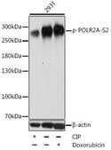 Anti-Phospho-POLR2A-S2 antibody produced in rabbit