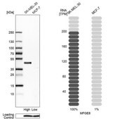 Anti-MFGE8 antibody produced in rabbit Prestige Antibodies&#174; Powered by Atlas Antibodies, affinity isolated antibody, buffered aqueous glycerol solution