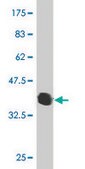 Monoclonal Anti-RNF133 antibody produced in mouse clone 3D6, purified immunoglobulin, buffered aqueous solution