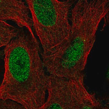 Anti-ZNF296 antibody produced in rabbit Prestige Antibodies&#174; Powered by Atlas Antibodies, affinity isolated antibody